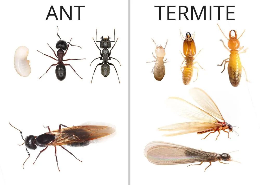 Comparison of ants and termites: life cycle and appearance.