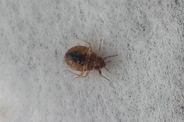 Bed bug on white fabric, brown and oval-shaped with visible legs and antennae.