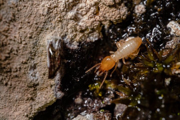 Termite on a mossy surface near a rock face. It has an orange head and pale body.