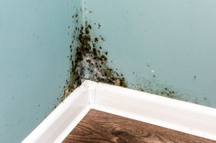 Mold growth on blue wall in a corner, near white trim and wood-look flooring.