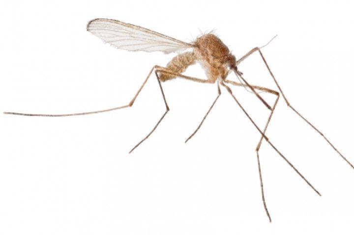 Mosquito with long legs, wings, and proboscis. Brown body, white background.