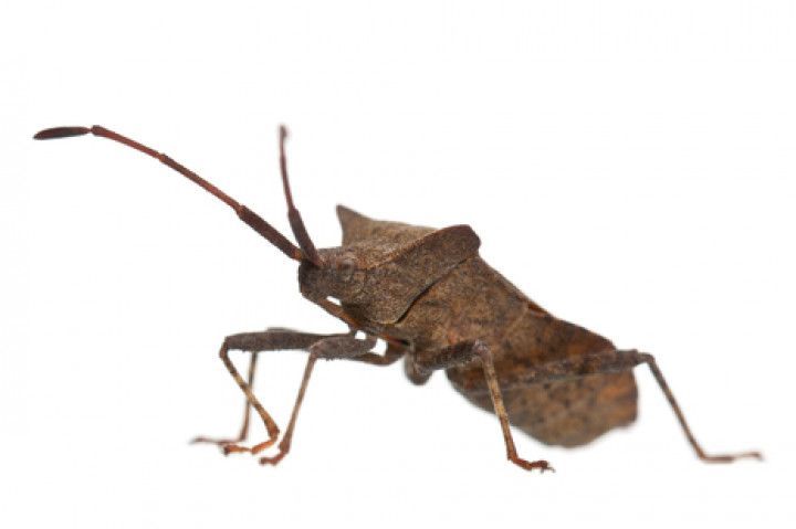 Brown squash bug on white background, antennae extended.