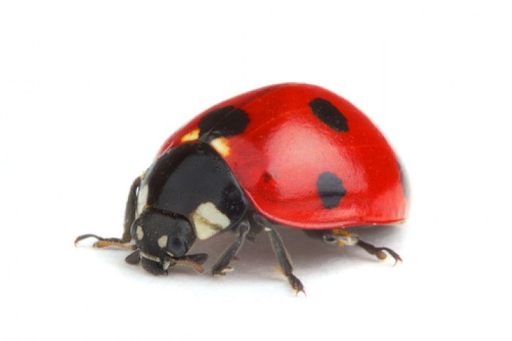 Red ladybug with black spots and head on white background.
