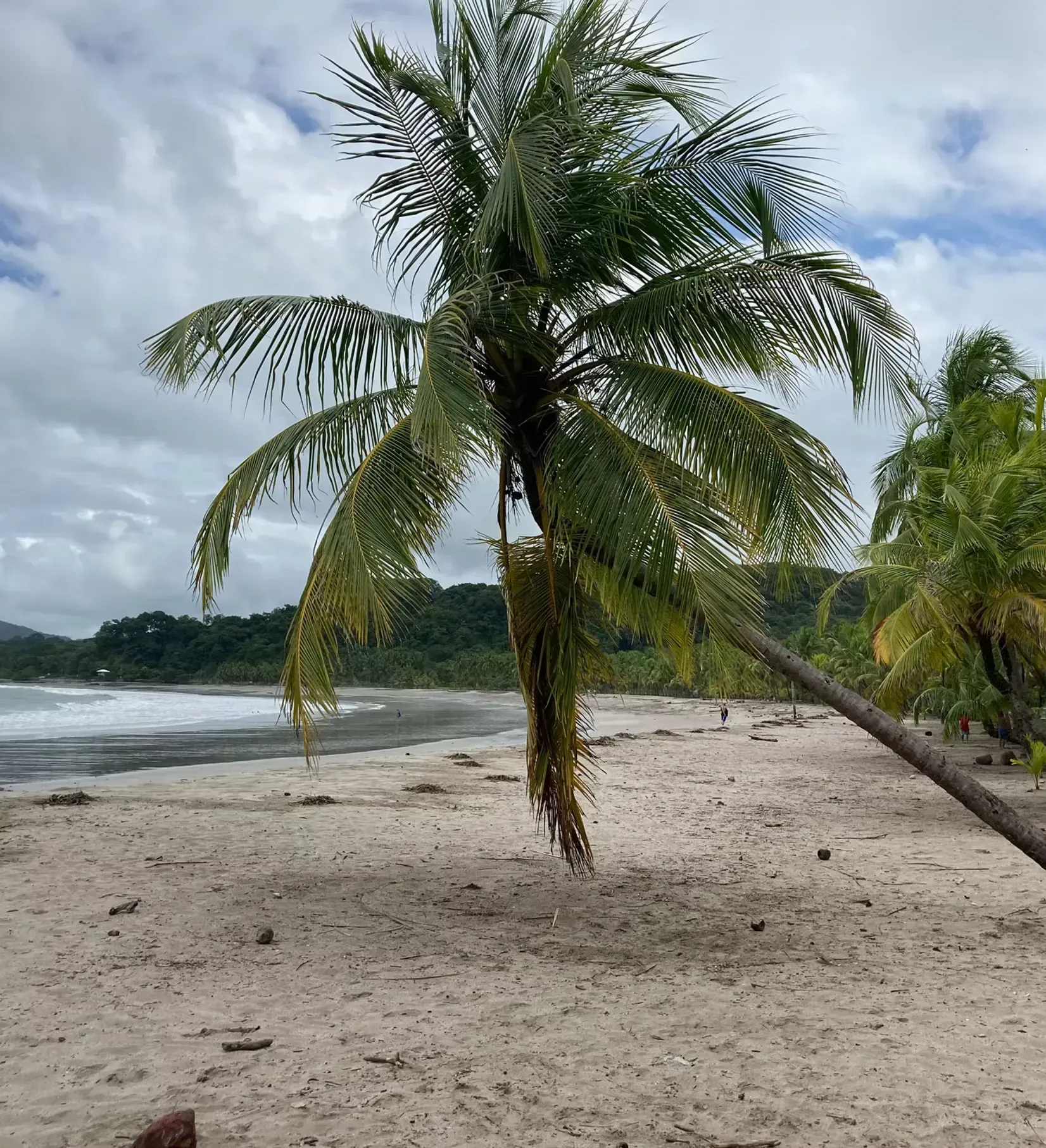 A palm tree on a beach with a body of water in the background
