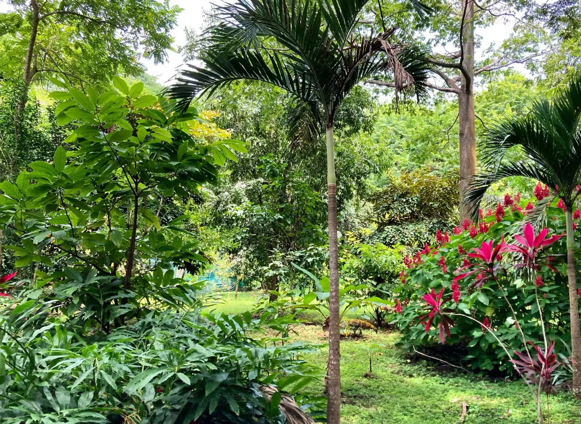 A lush green forest filled with lots of trees and flowers.