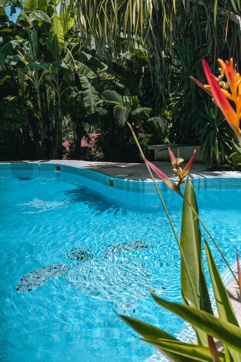 Pool with blue water surrounded by lush green tropical plants and a bird of paradise flower.