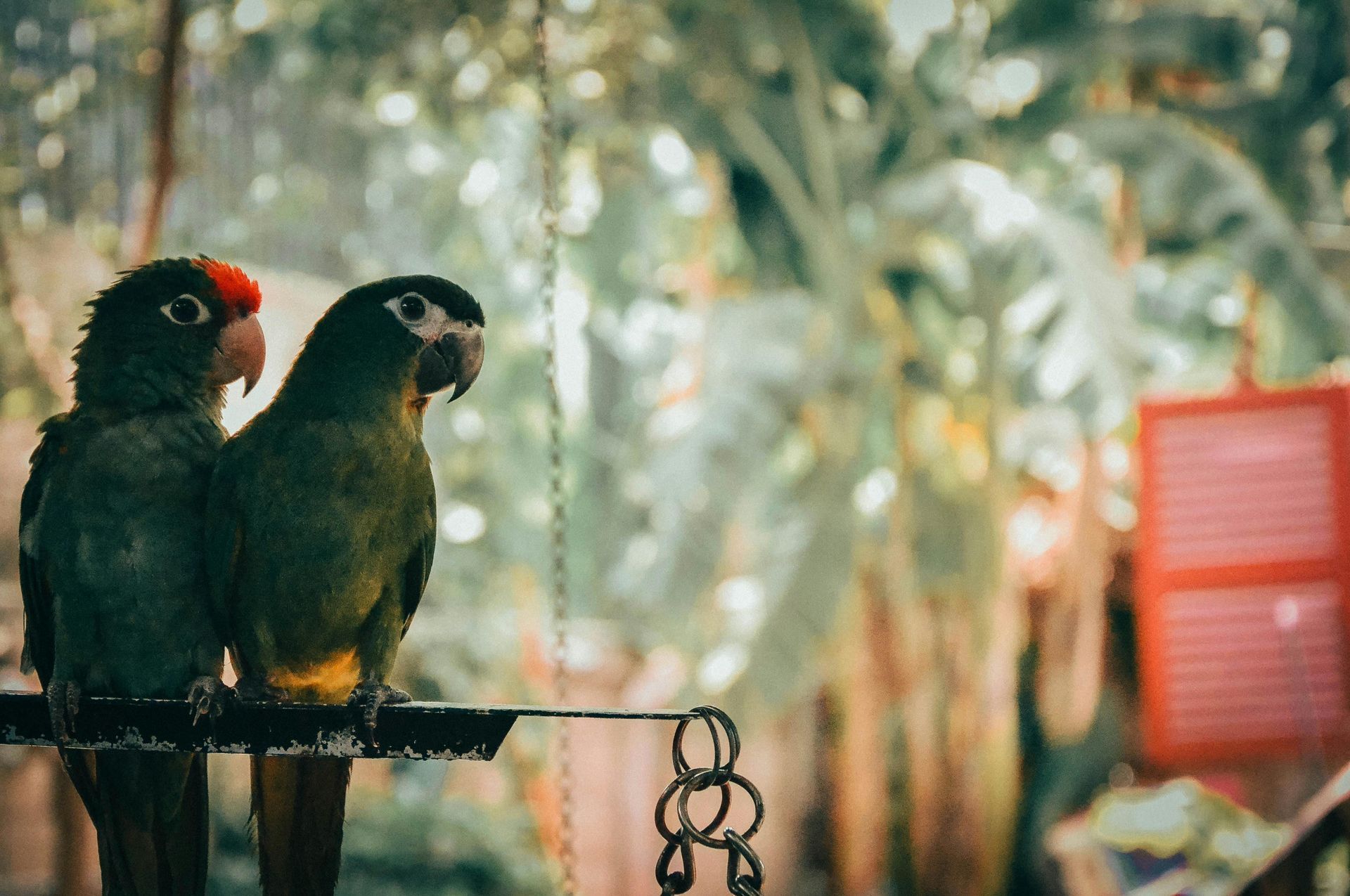 Two parrots are sitting next to each other on a perch.