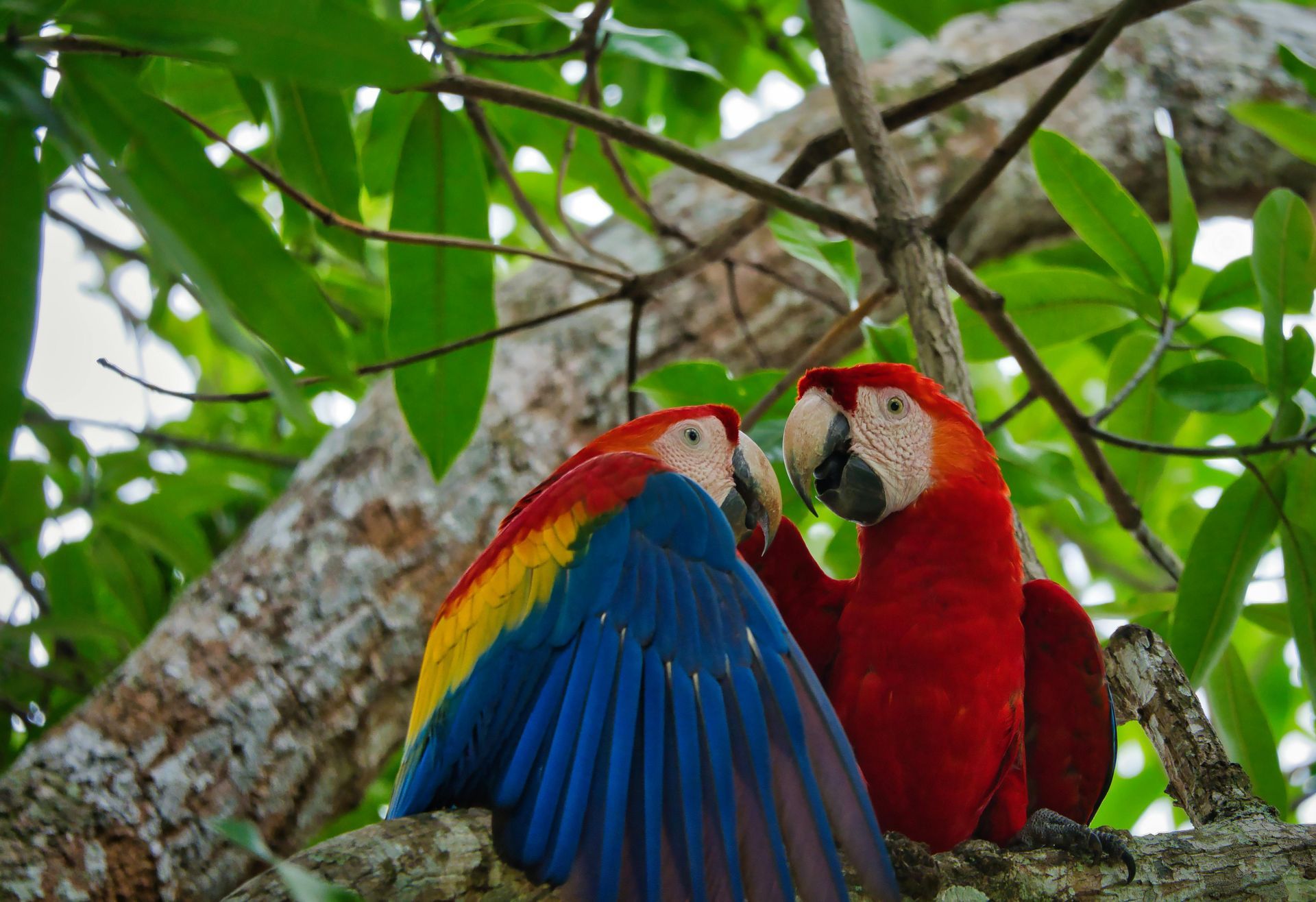 Two colorful parrots are sitting on a tree branch.