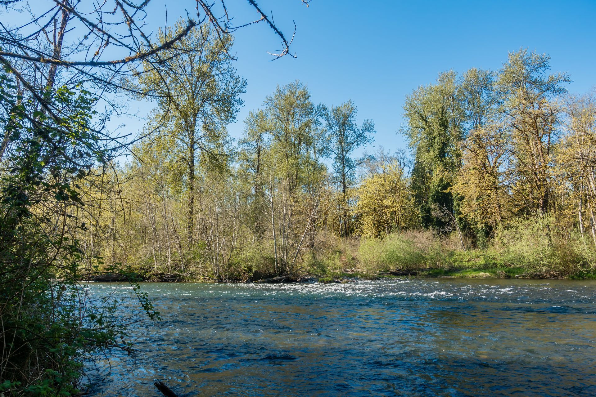 River with trees along the bank under a blue sky; sunlight reflects on the water.