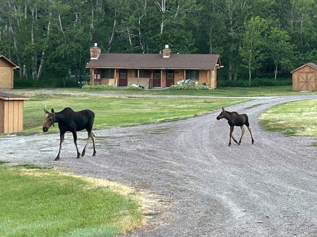 moose in front of cabins