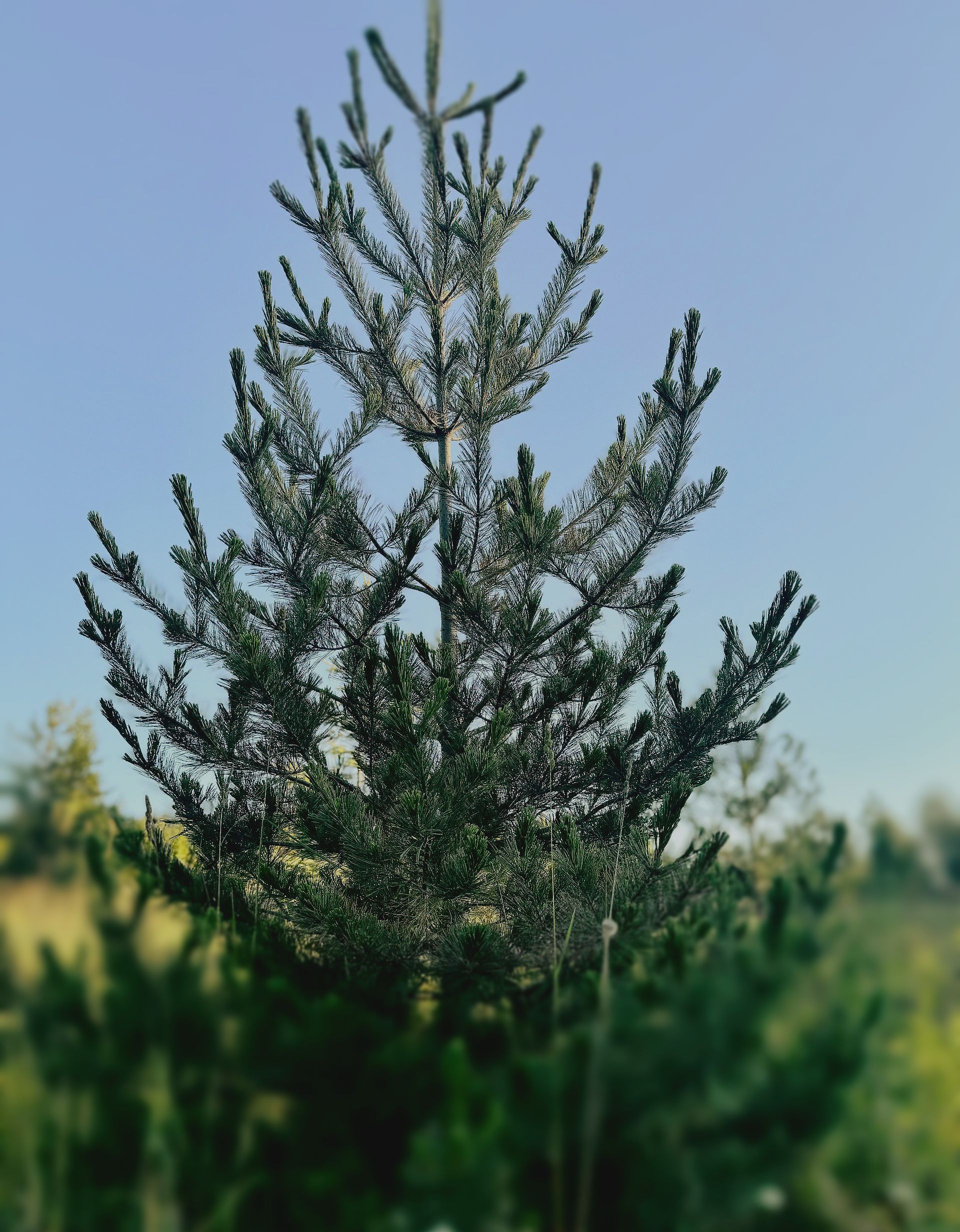 Western White Pine