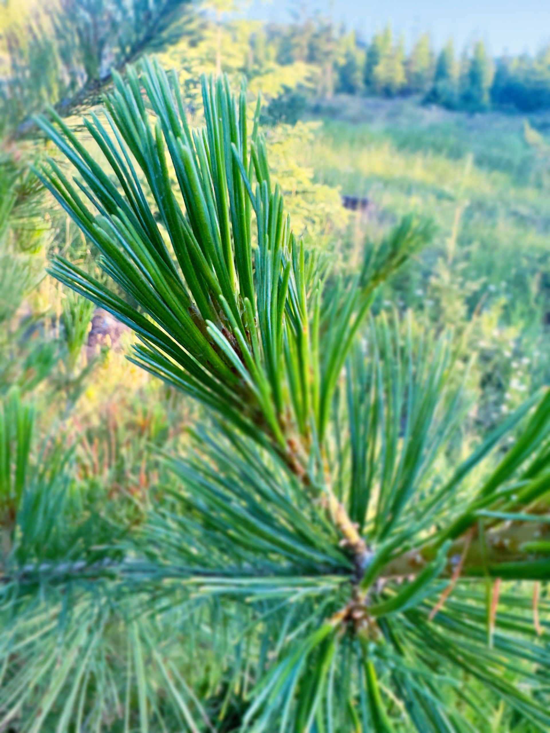 Western White Pine