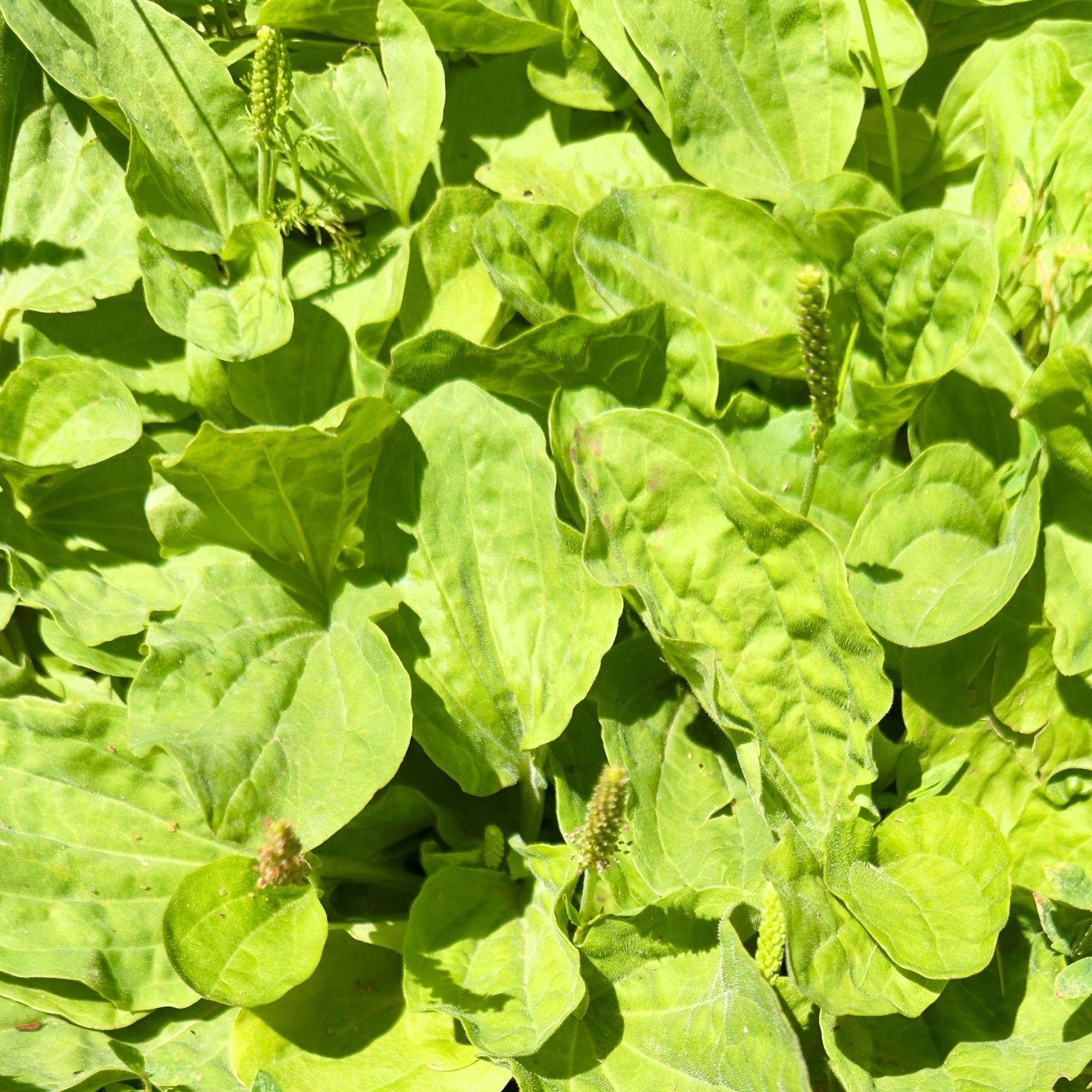 Broadleaf Plantain