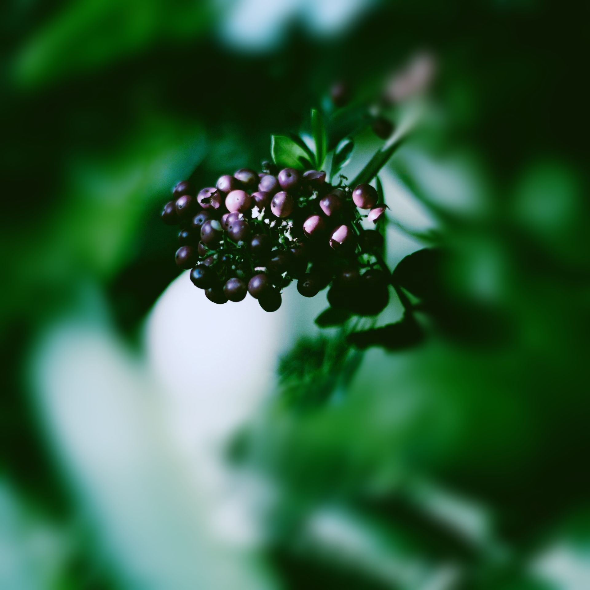 Elderberry
