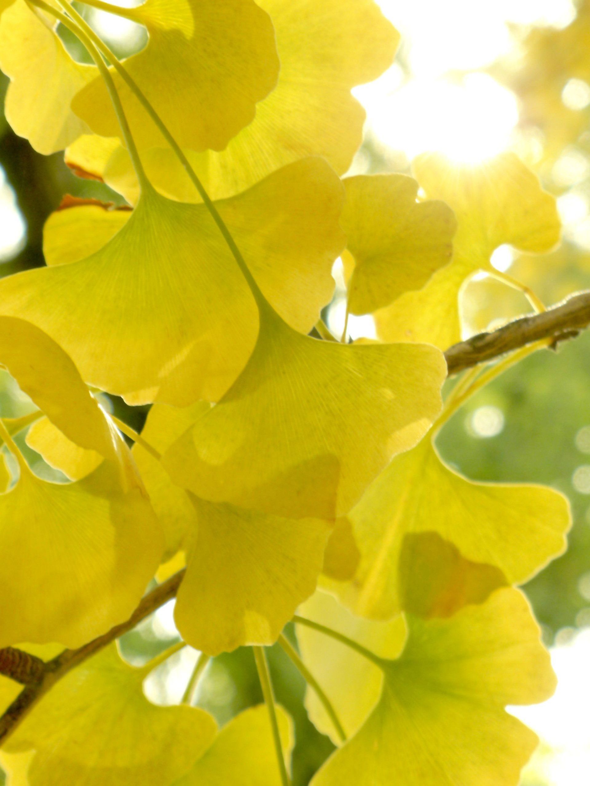 Ginkgo Biloba