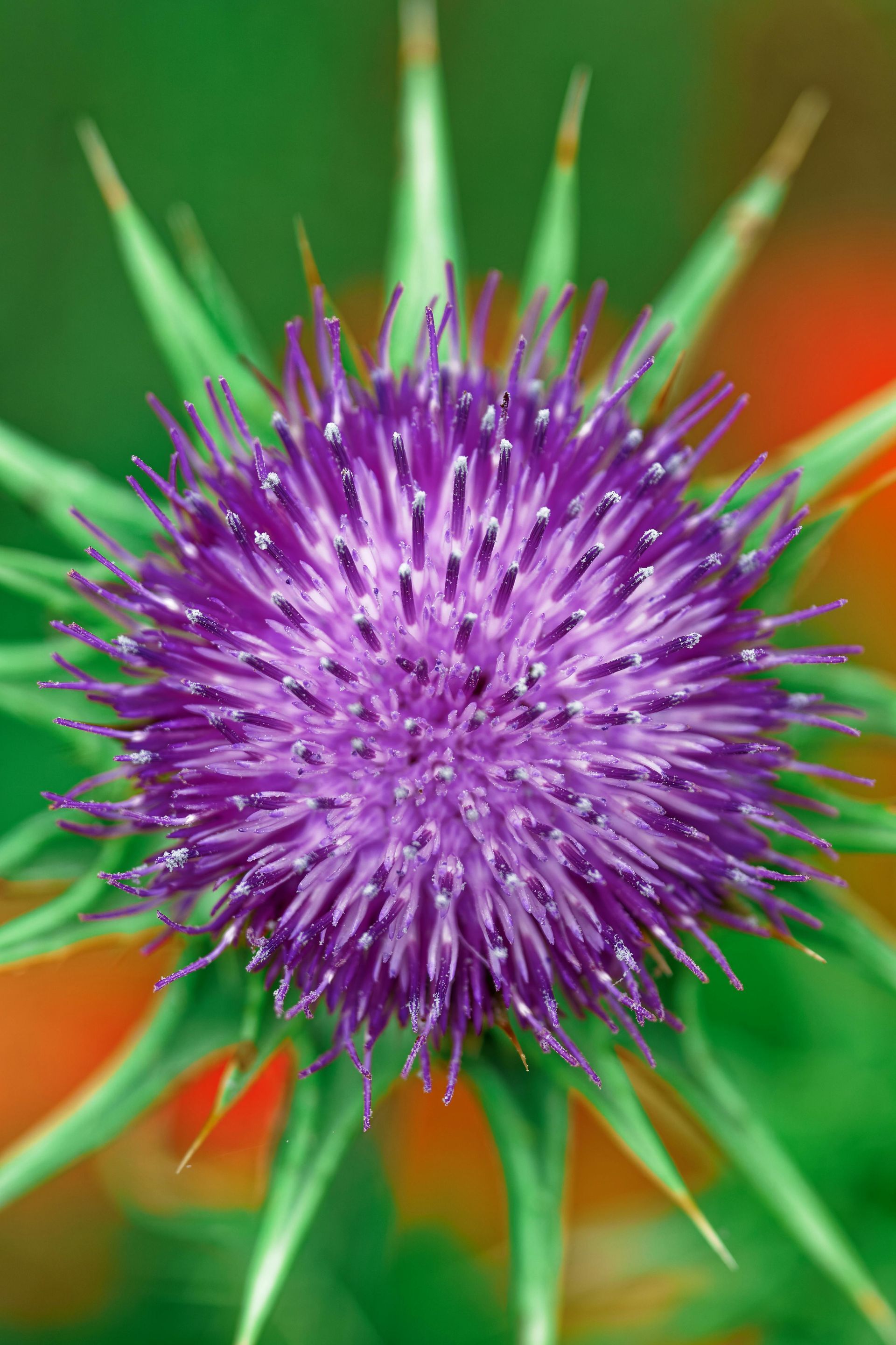 Milk Thistle