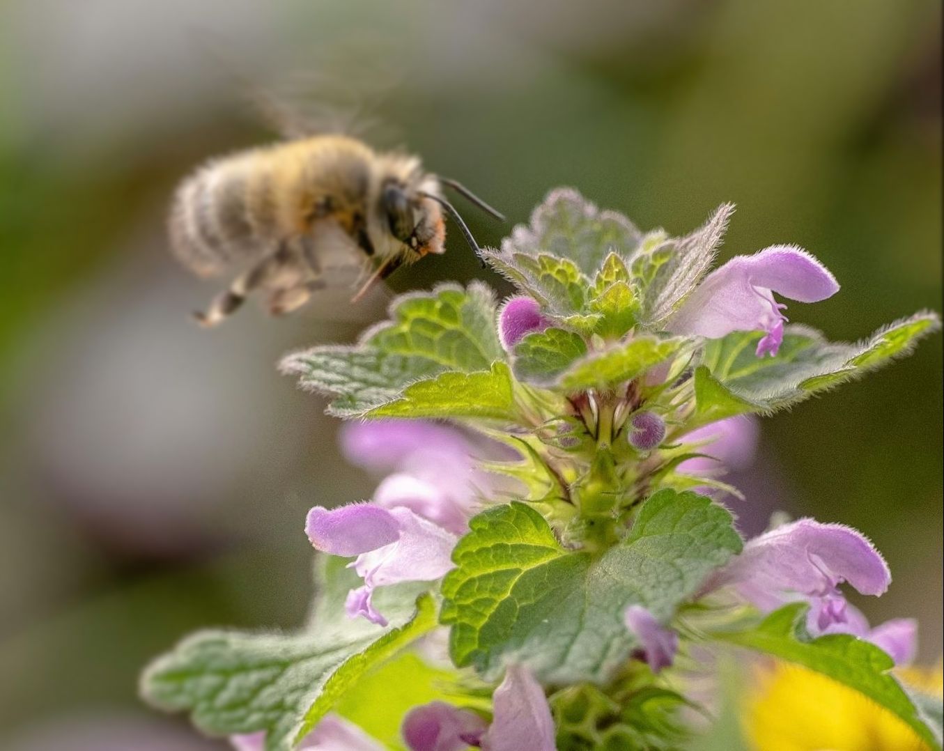 A bee is flying over a purple flower.