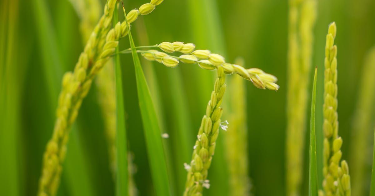 Oat Straw