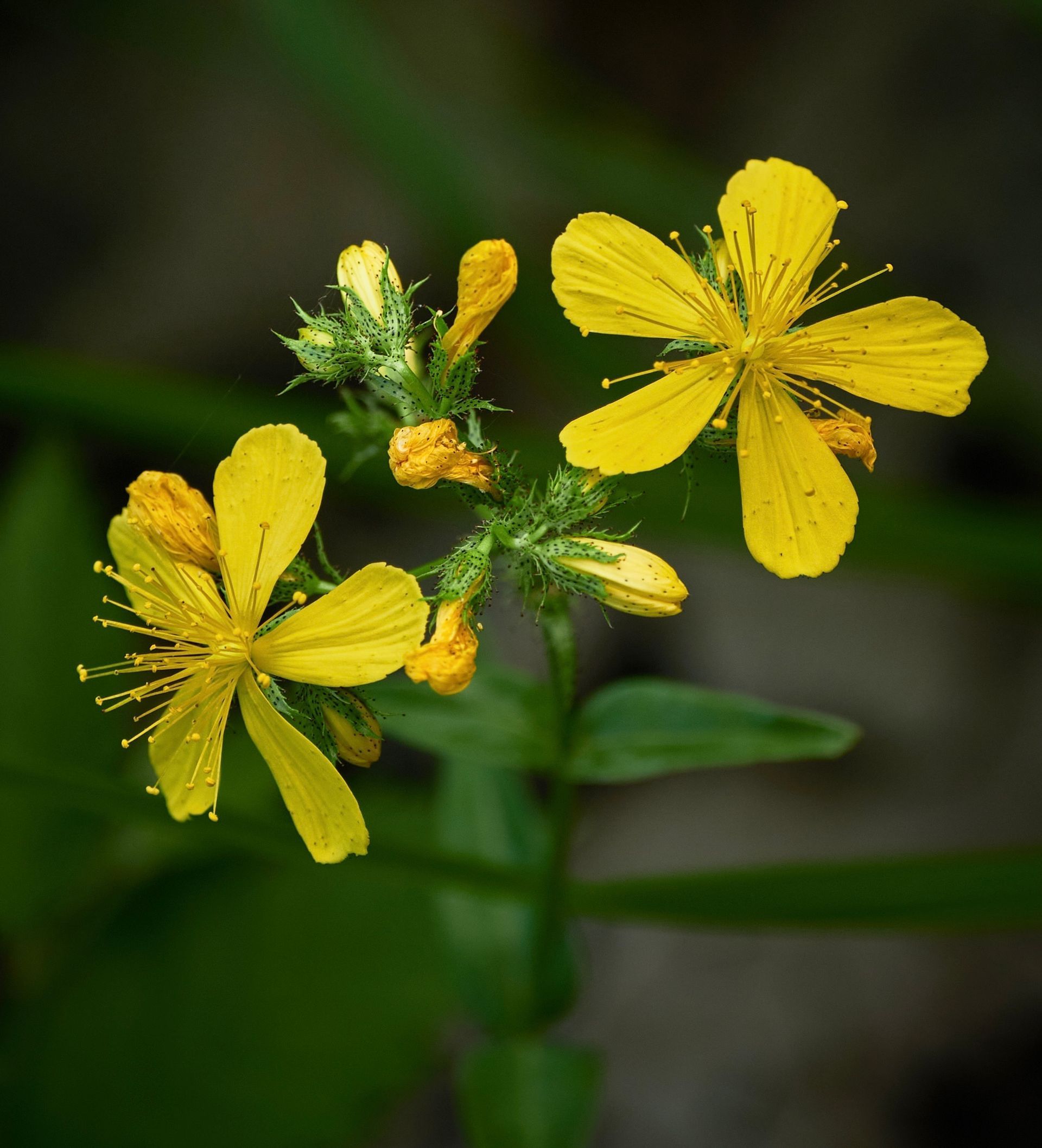 St. John's Wort