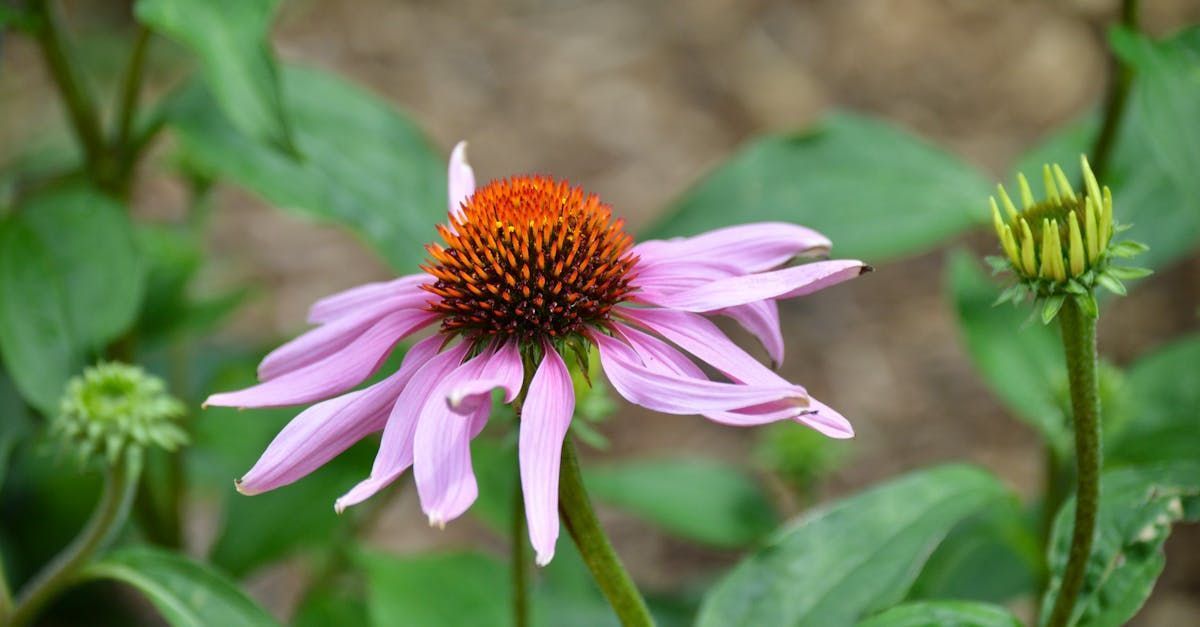 Echinacea