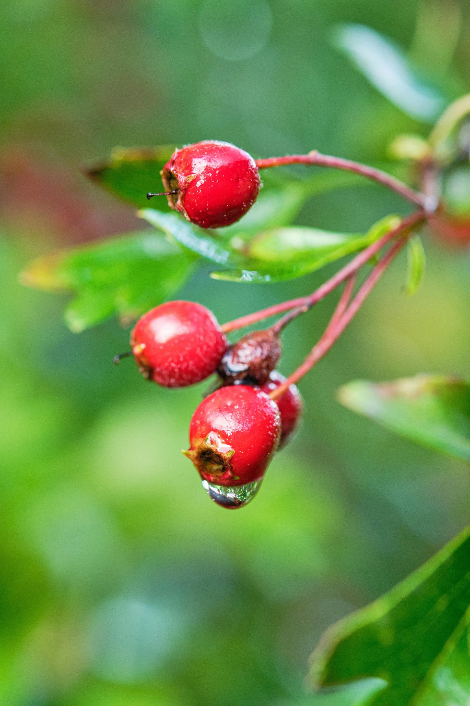 A bunch of hawthorn berries hanging from a tree branch with water drops on them.