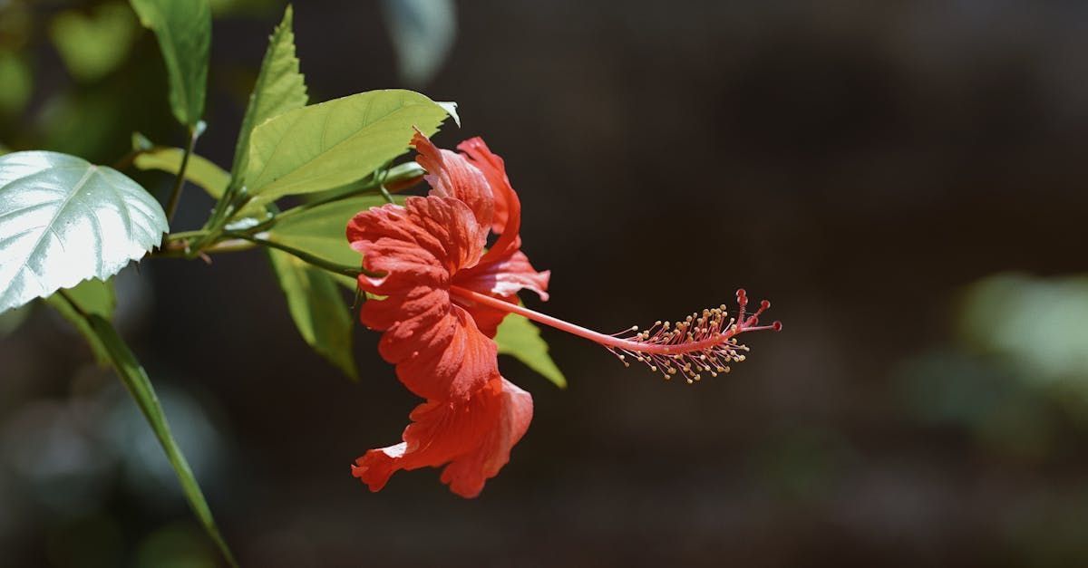 Hibiscus