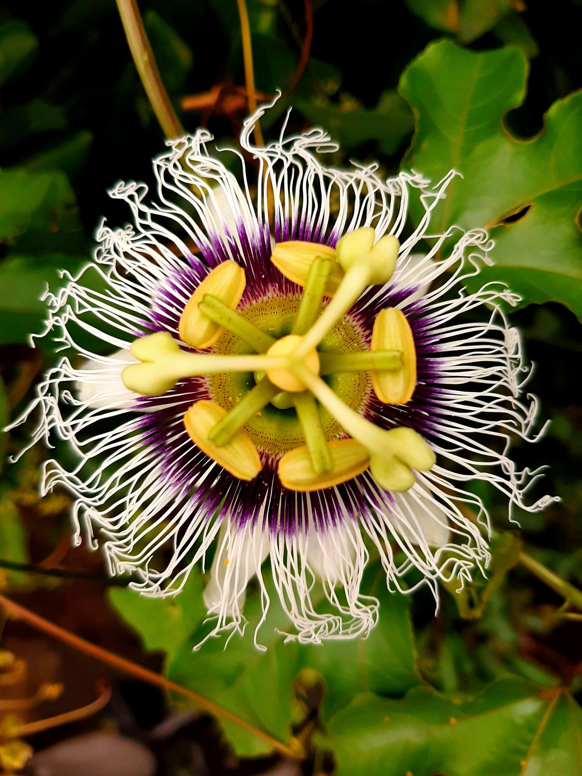 Passion Flower (Passiflora Incarnata)