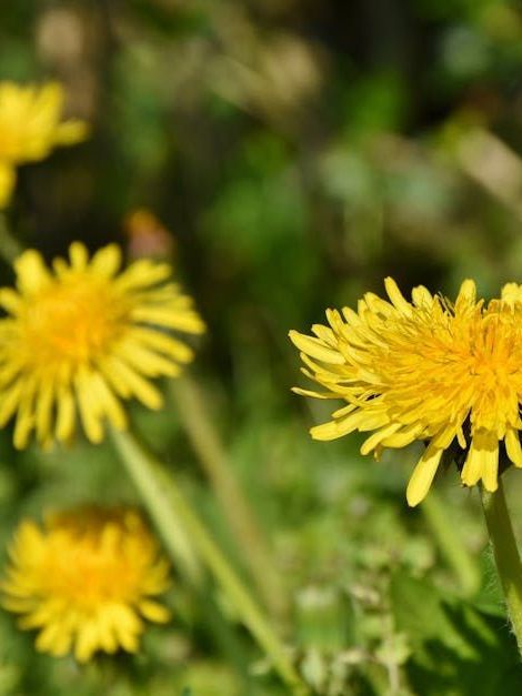 Dandelion