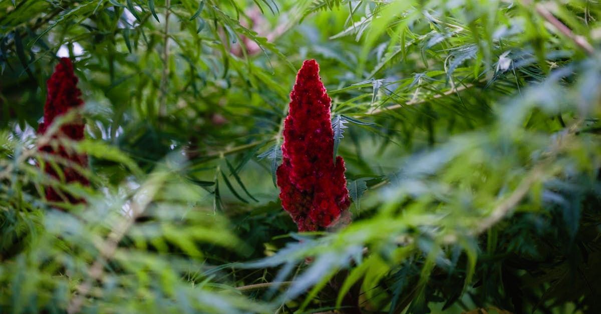 Sumac (Rhus coriaria)