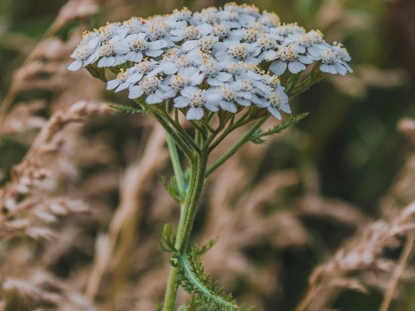 Yarrow (Achillea Millefolium)