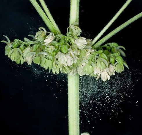 Alergias y padecimientos que atiende el Dr. René Gameros Gardea