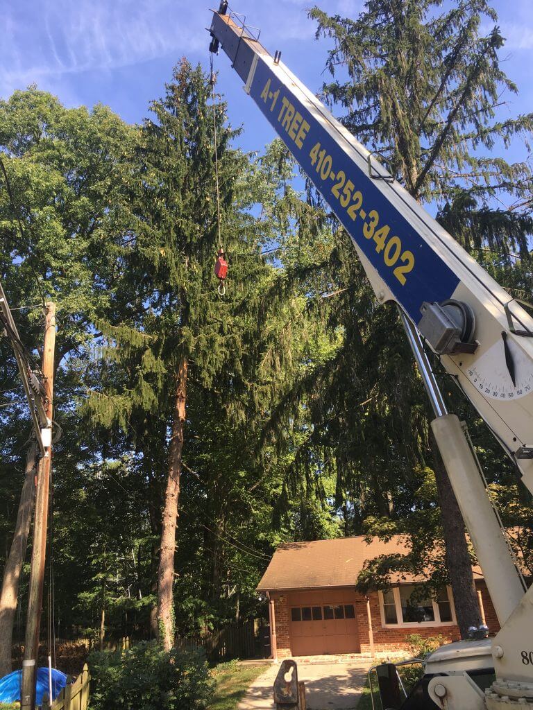 A crane is lifting a tree in front of a house.