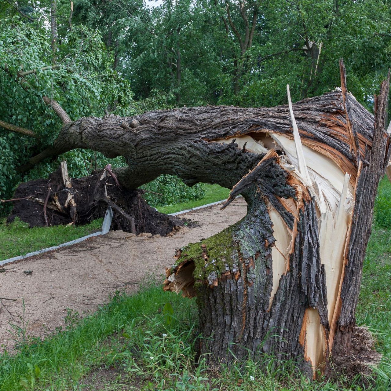 A tree that has been knocked over by a storm