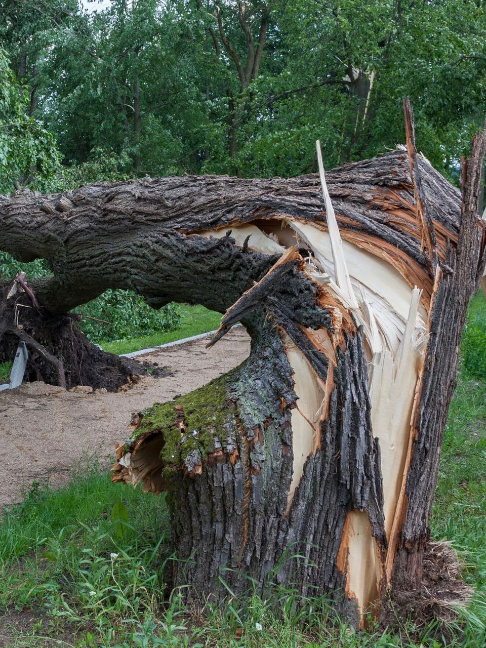 A tree that has been knocked over by a storm