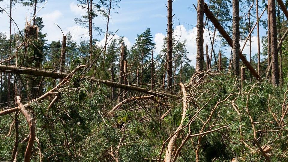 A forest with a lot of fallen trees and branches