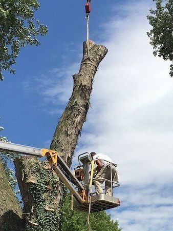 A man in a bucket is cutting a tree with a crane.