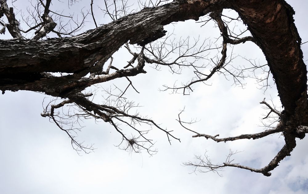 Looking up at a tree with a cloudy sky in the background