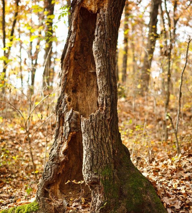 A tree with a hole in it in the middle of a forest