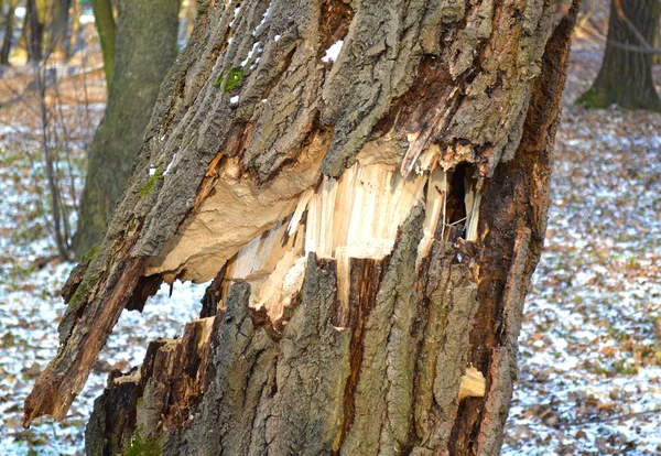A close up of a tree trunk with a hole in it.