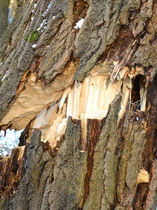 A close up of a tree trunk with a hole in it.