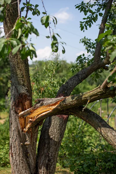 A tree with a broken branch in the middle of it