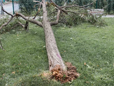 A fallen tree is laying on its side in the grass.