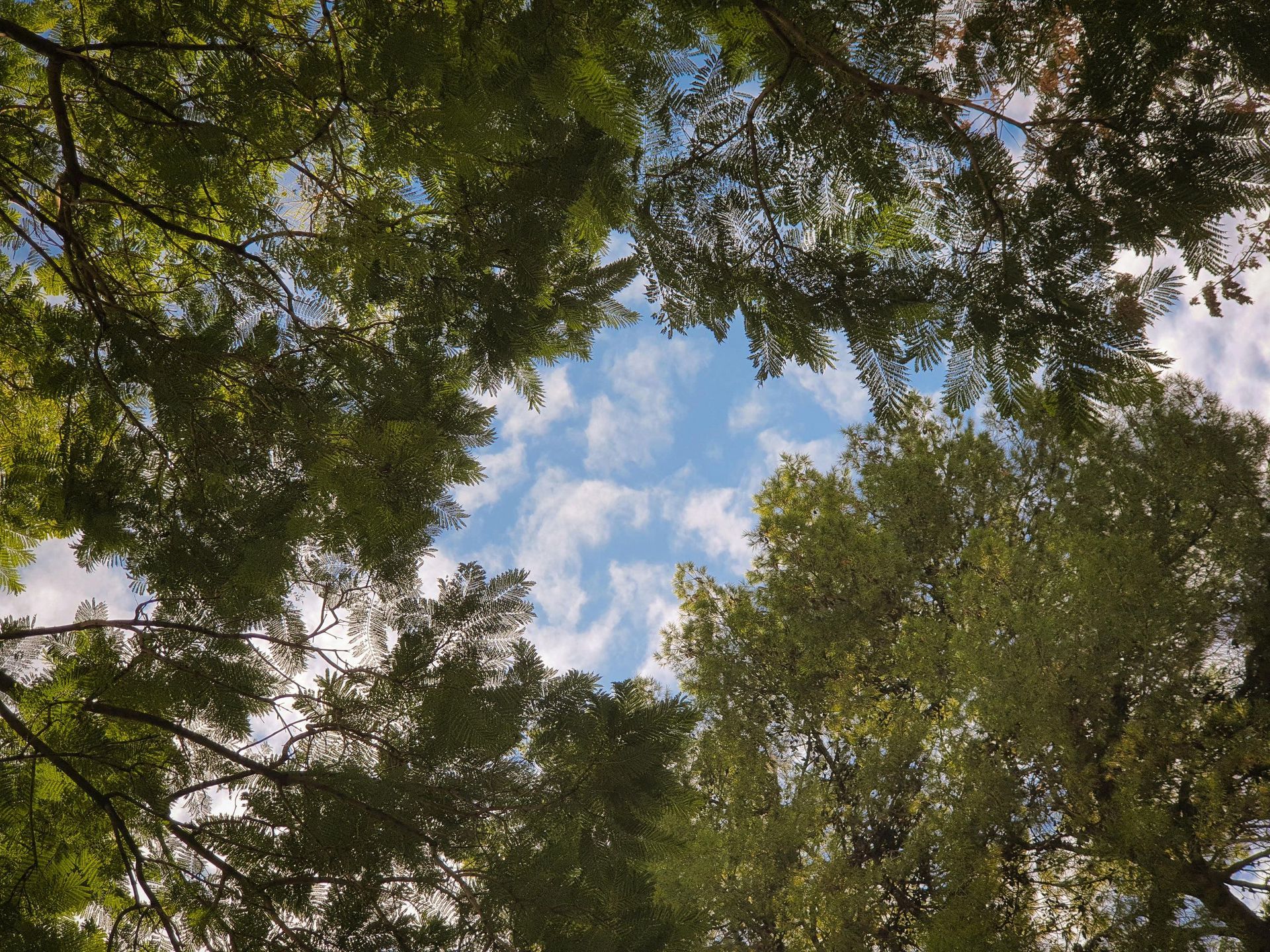 Looking up at the sky through the trees on a sunny day