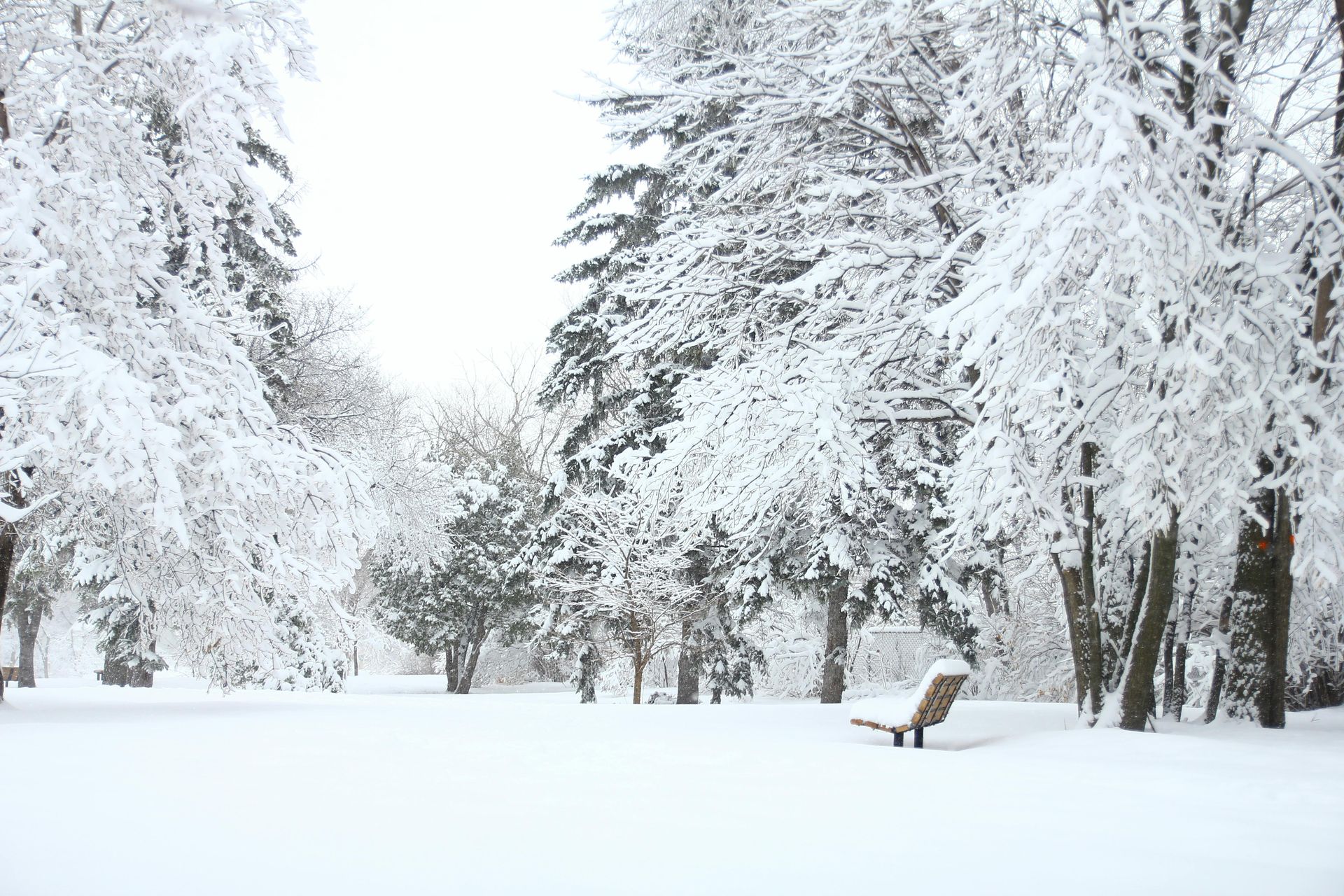 A snowy park with trees covered in snow and a bench in the middle.