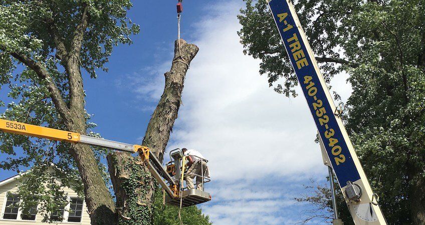 A man is cutting a tree with a crane.