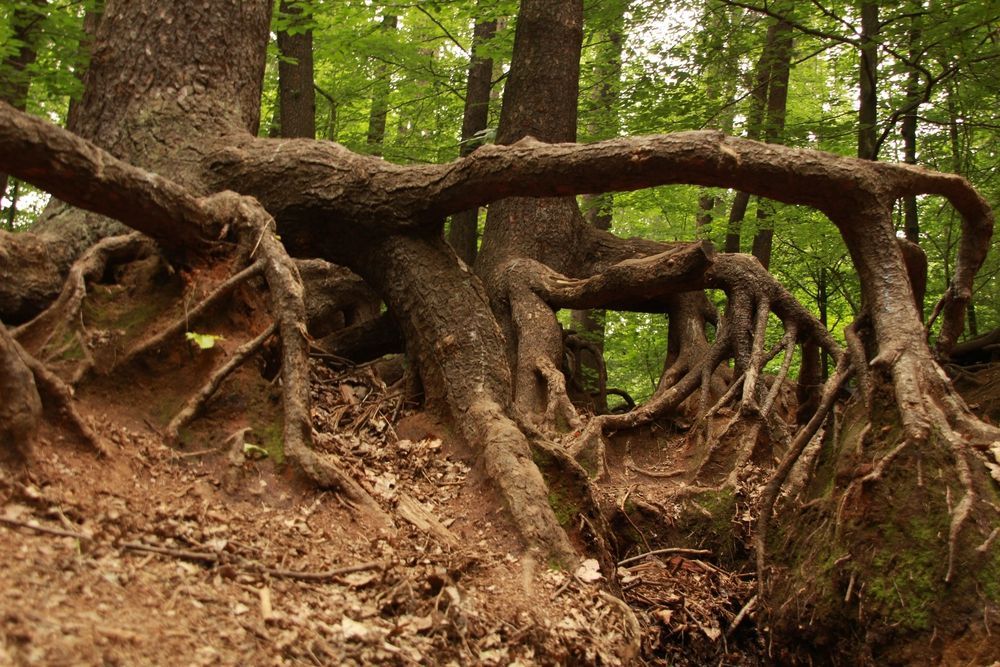 A tree with a lot of roots in the woods