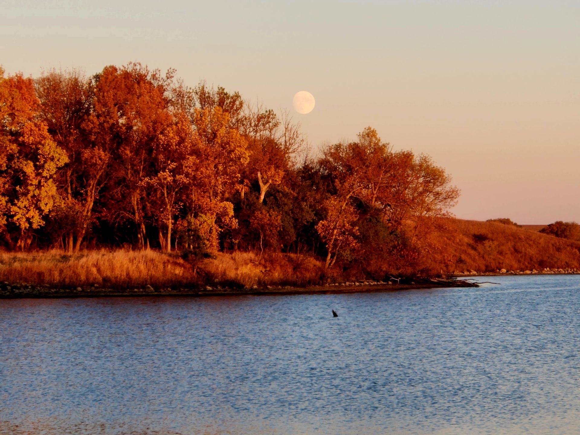 Chasen Walter Early Fall Moon