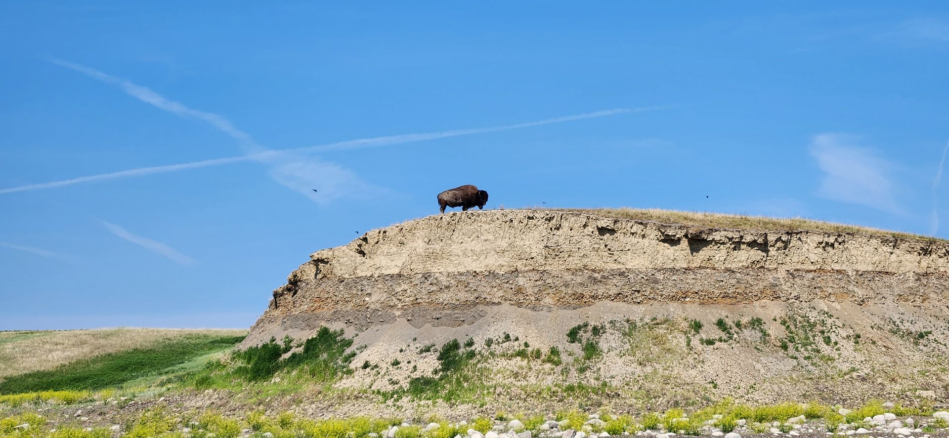 Chasen Walter Oahe Buffalo