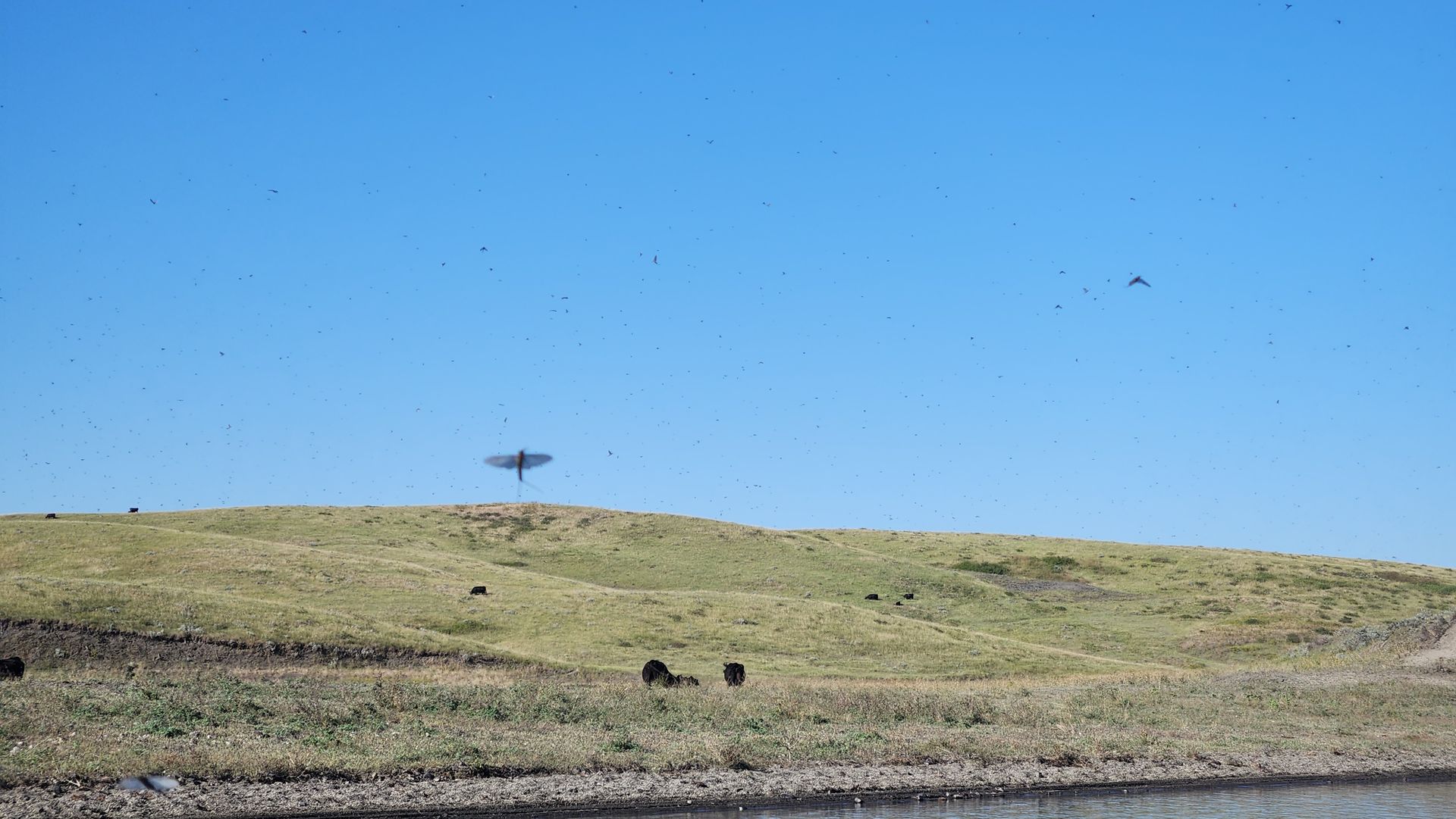 Mayflies by the millions!