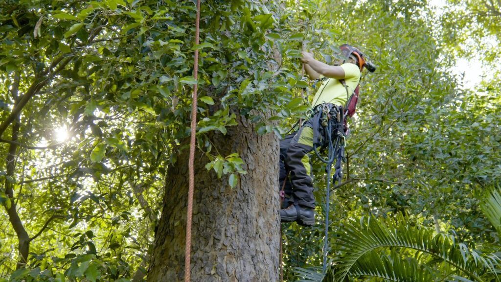 Arborist in safety gear climbs a large tree, securing a rope. Sunlight filters through the green leaves.